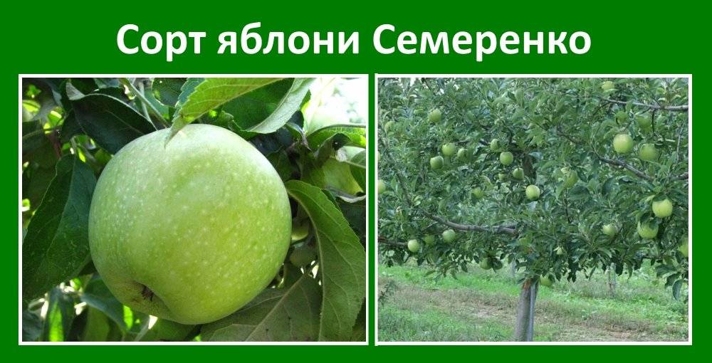 Яблоки семеренко описание, полезные свойства, калорийность