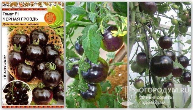 Томат бурая гроздь f1: характеристика и описание сорта от производителей партнеров, отзывы об урожайности помидоров, фото куста и видео