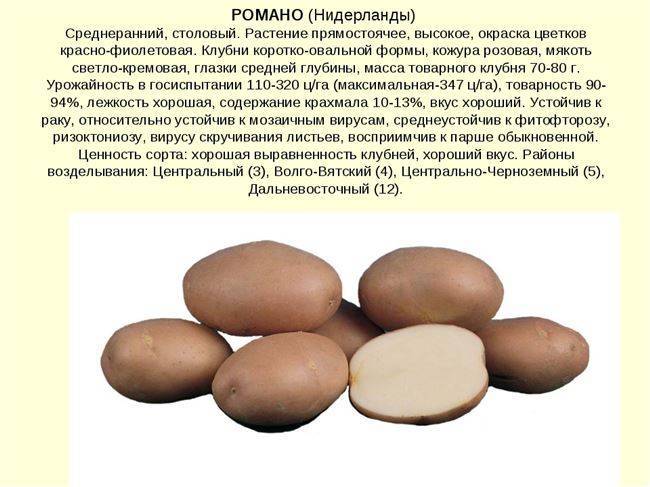 Все о вкусном и урожайном сорте картофеля романо: описание и фото, выращивание, уход и другие нюансы
