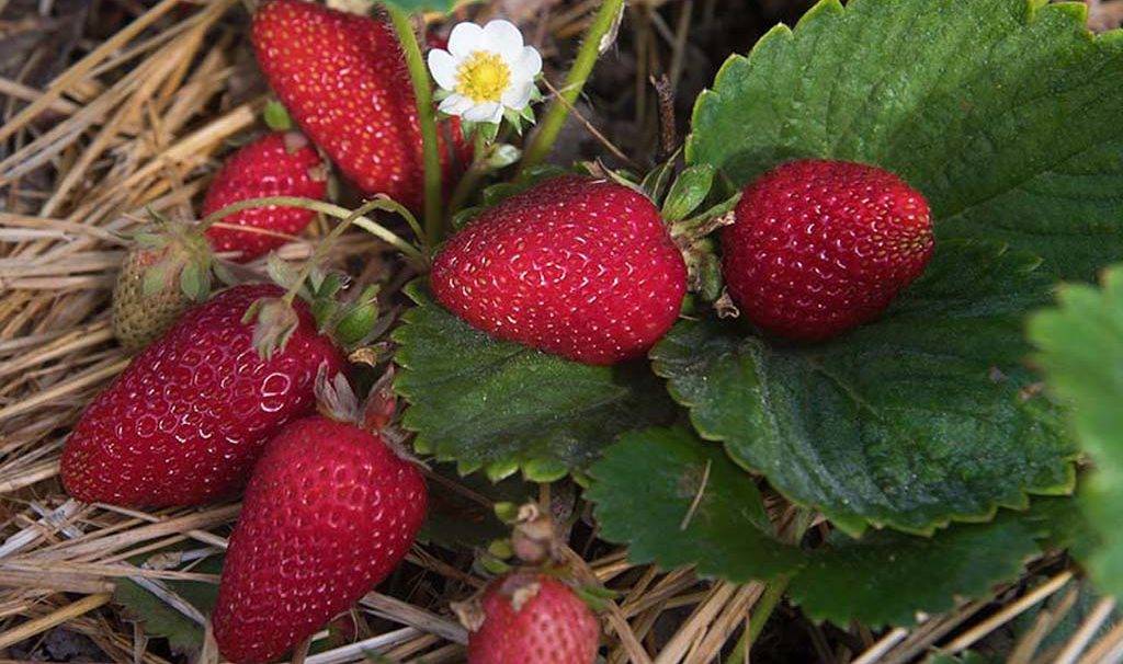 Клубника «марышка»: описание и характеристика сорта, агротехника выращивания и посадки ягоды (фото)