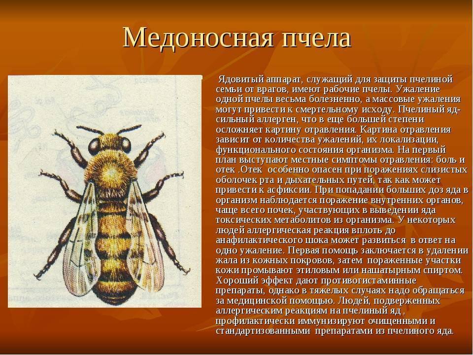 Медоносные пчелы. мир общественных насекомых