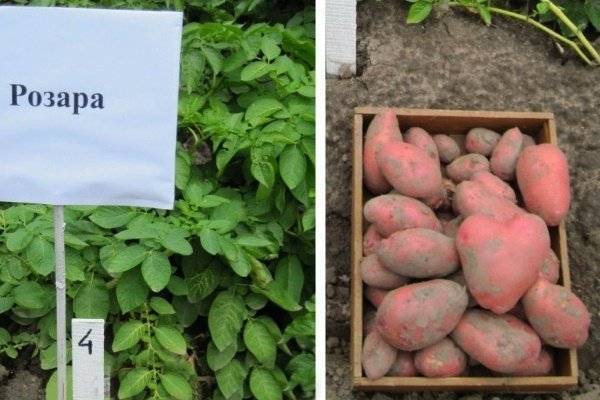 ᐉ сорт картофеля розара – описание и фото - roza-zanoza.ru