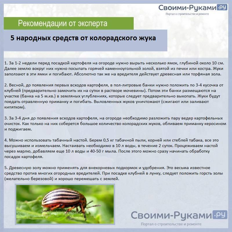 Жук колорадский | справочник пестициды.ru