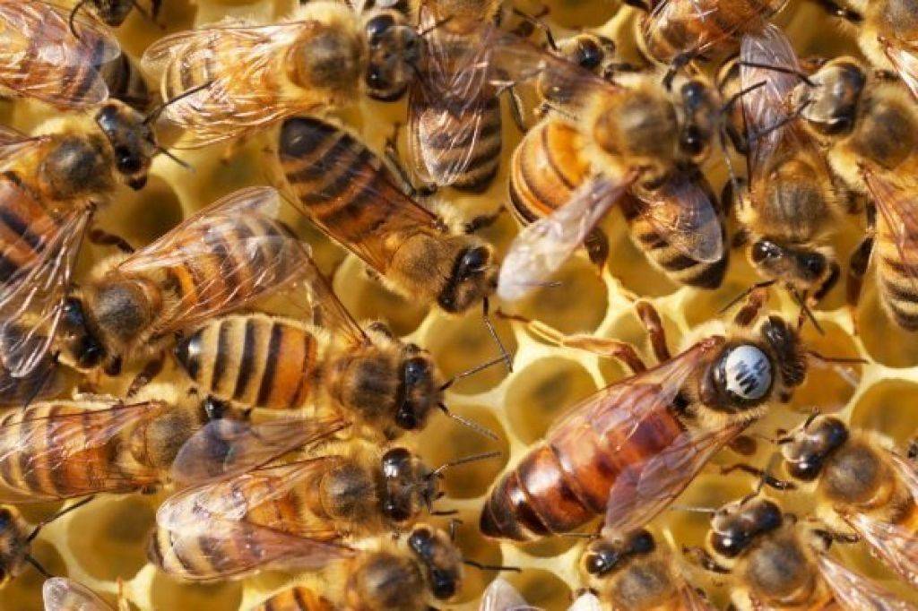 Бурзянская пчела как самая устойчивая к зиме