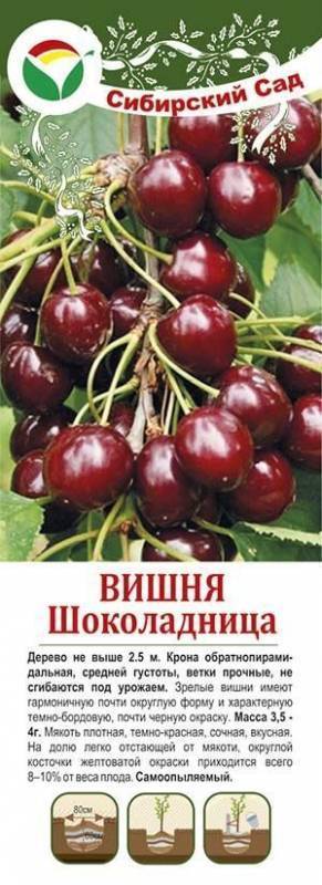 Черешня янтарная v7/10 120-140 tim