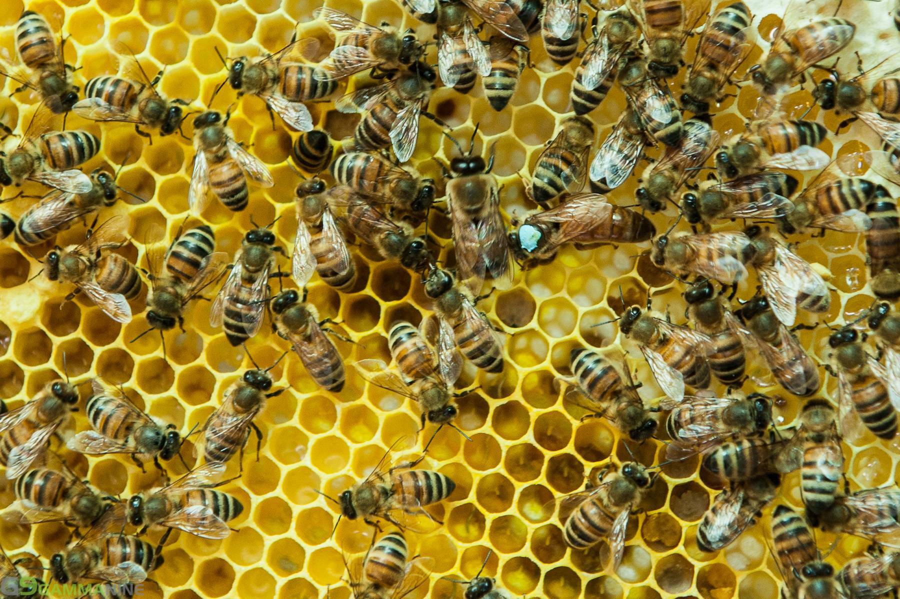 Пчелы карника — особенности + описание породы