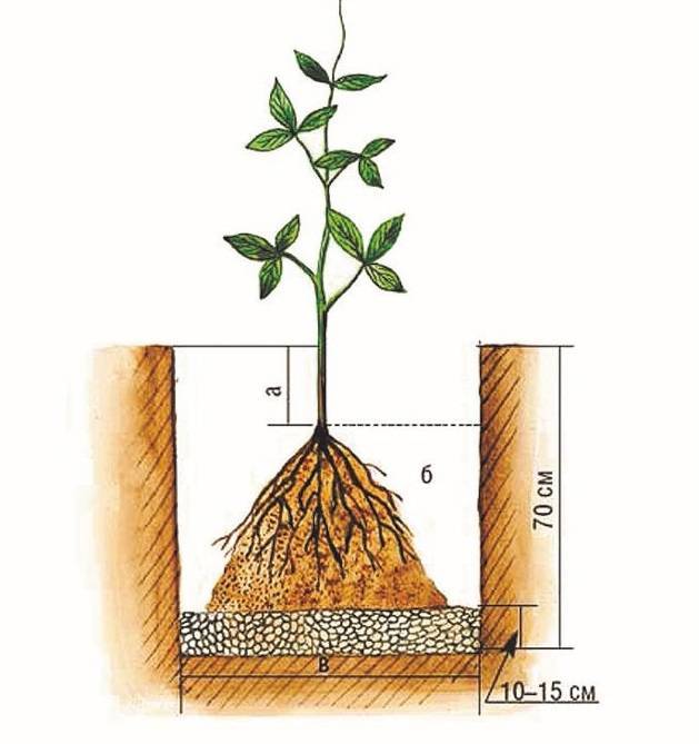 Клематисы: пересаживаем правильно куст взрослого растения, можно ли пересадить в июне