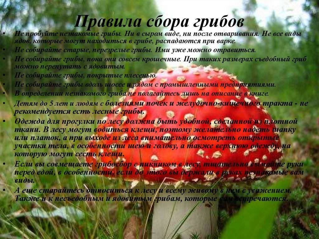 Правила собирания грибов | грибомания