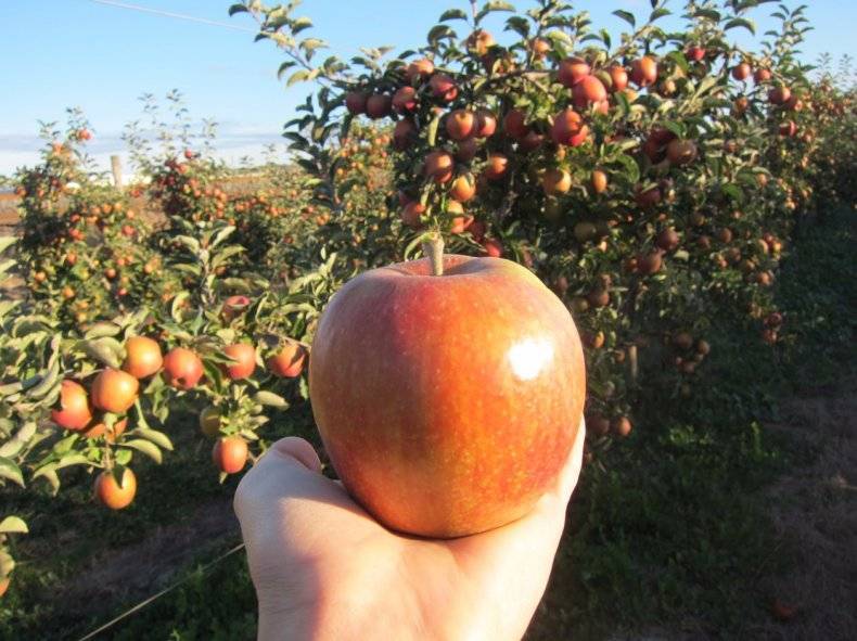 Сорт яблок джонаголд: описание и характеристики, особенности выращивания и ухода, фото