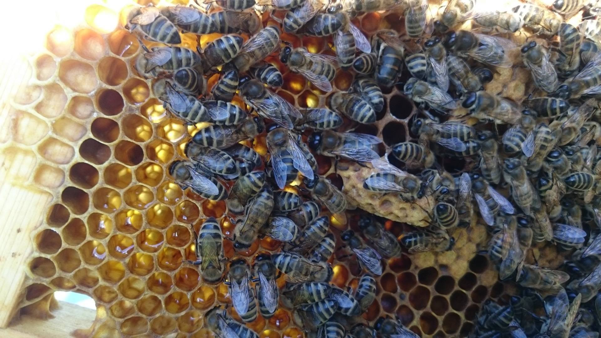 Виды кормушек для пчел, и их чертежи чтобы сделать своими руками