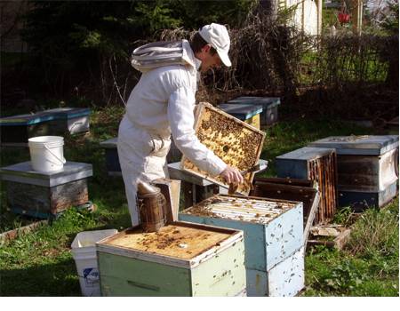 Пчеловодство для начинающих: с чего начать, советы, видео | пчеловодство | пчеловод.ком