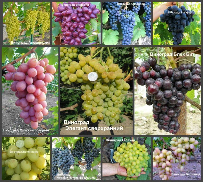 Морозостойкие сорта винограда для подмосковья неукрывные: названия, фото, описание и характеристики