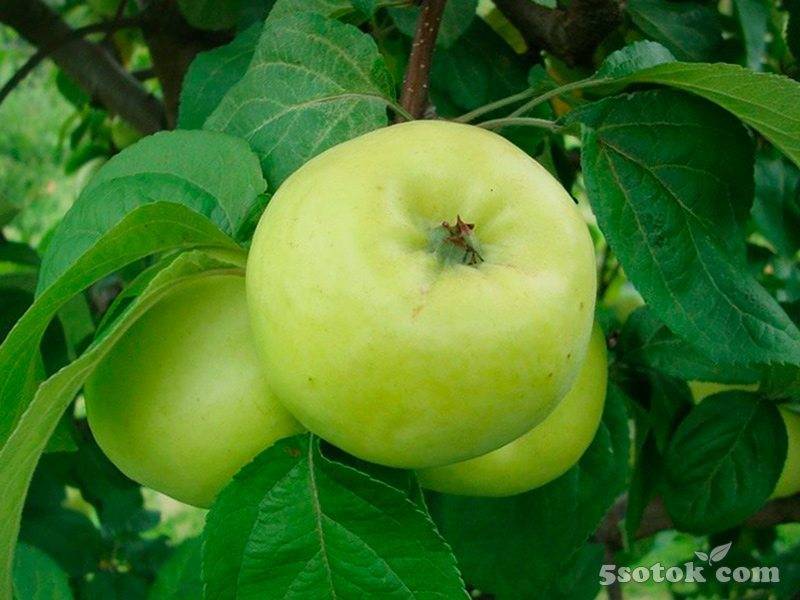 Яблоня славянка – как вырастить дерево на участке?