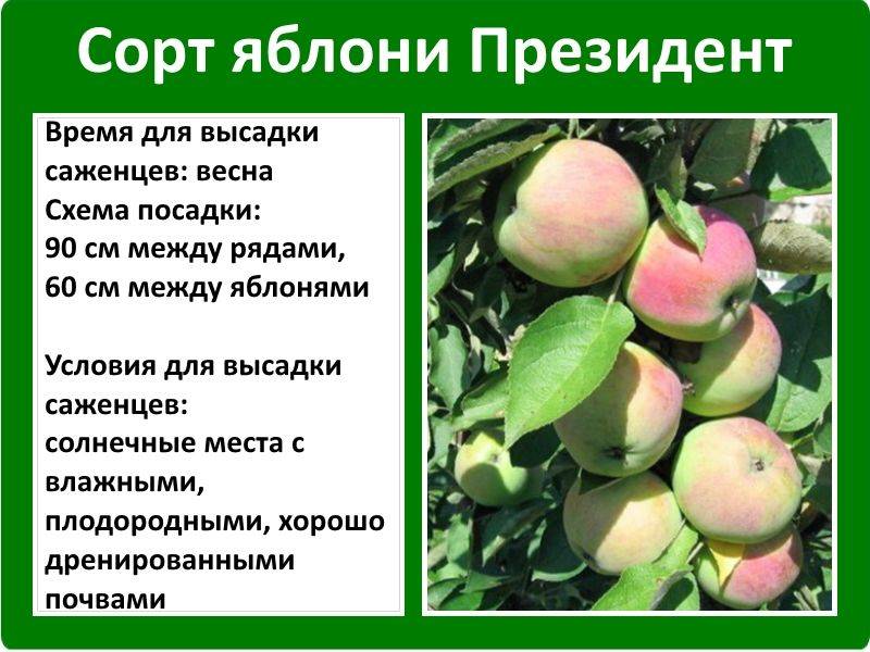 Яблоня брат чудного: описание сорта, фото, особенности выращивания, а также отзывы садоводов