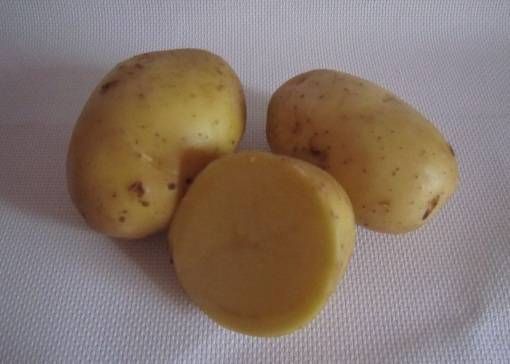 Картофель "бриз": описание сорта, характеристика, фото, отзывы