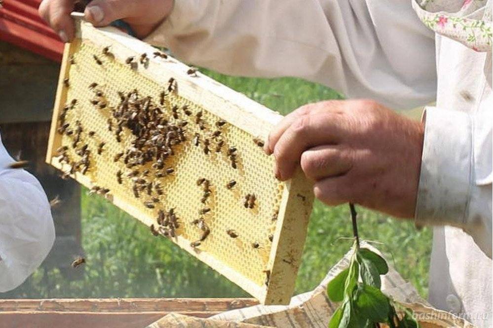 Пчеловодство в башкирии для начинающих