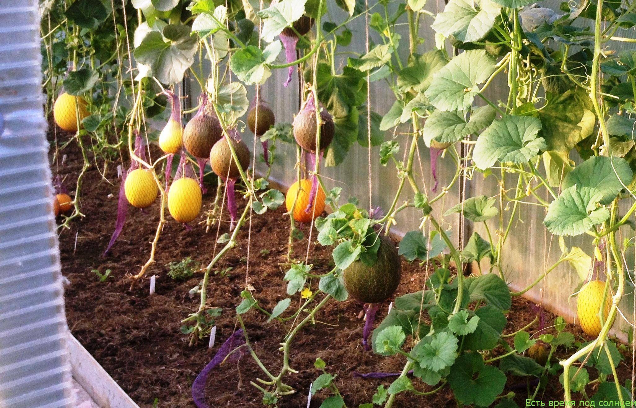 Как вырастить арбузы и дыни в теплице из поликарбоната