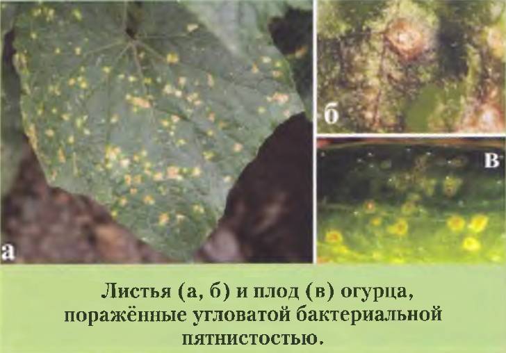Описание болезней листьев и плодов огурцов с фото и способы лечения