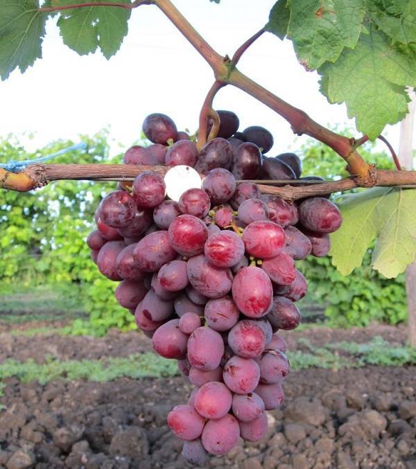 Сорт винограда памяти учителя: фото, описание и отзывы