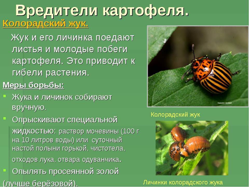 Колорадский жук: характеристики, среда обитания, методы борьбы