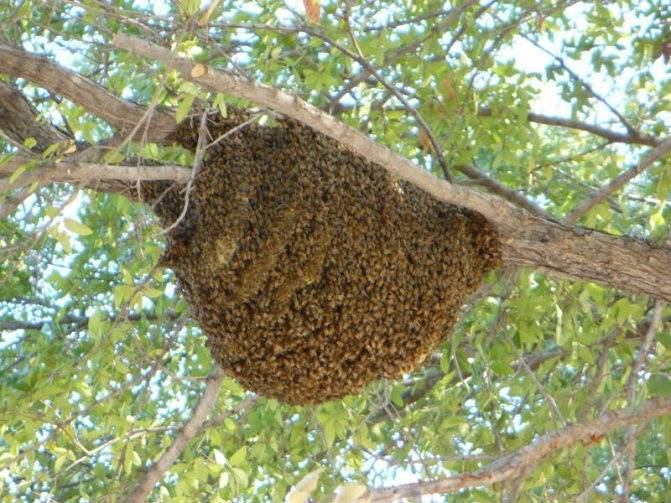 Дикое пчеловодство: поиск ульев диких пчел и их приручение