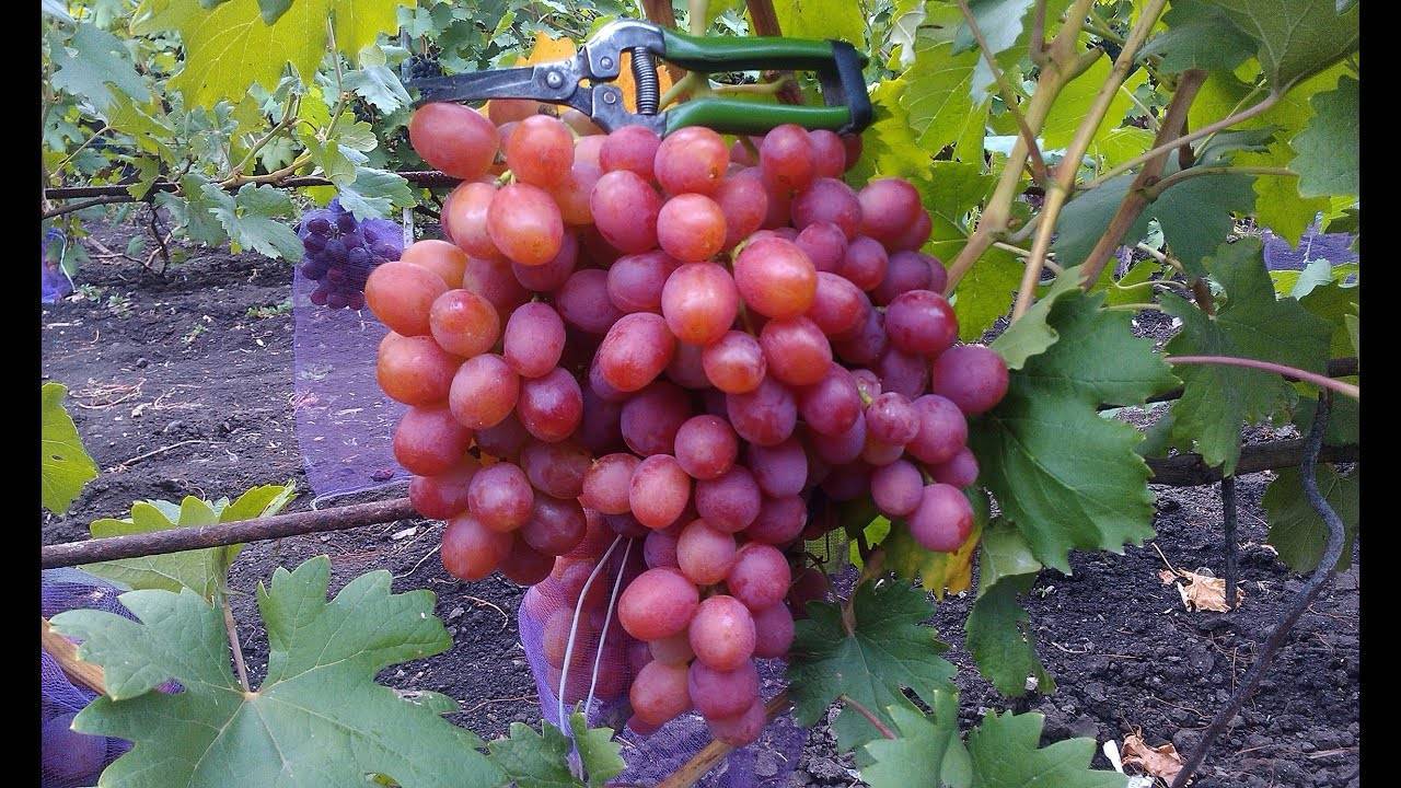 ✅ описание винограда анюта и характеристика сорта - сад62.рф