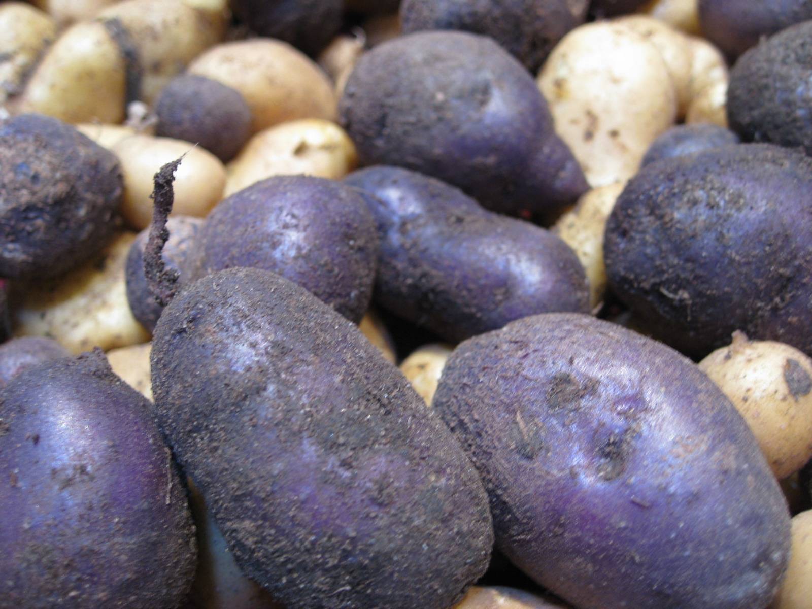 Фиолетовый картофель: сорта, описание, отзывы,