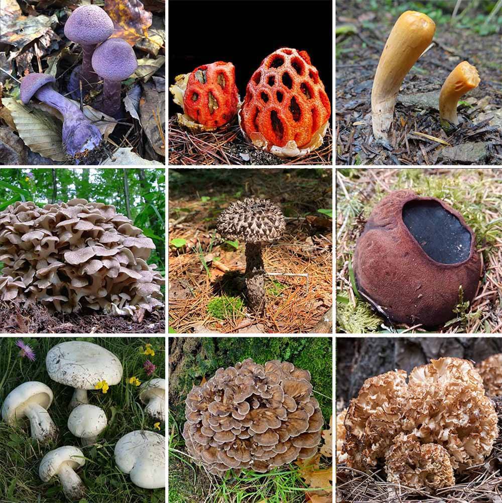 Октябрьские грибы: съедобные и несъедобные виды - огород, сад, балкон
 - 16 октября
 - 43655770521 - медиаплатформа миртесен