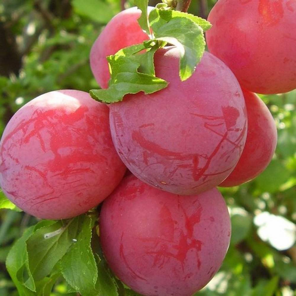 Слива красный шар: описание и характеристики сорта, тонкости выращивания, отзывы