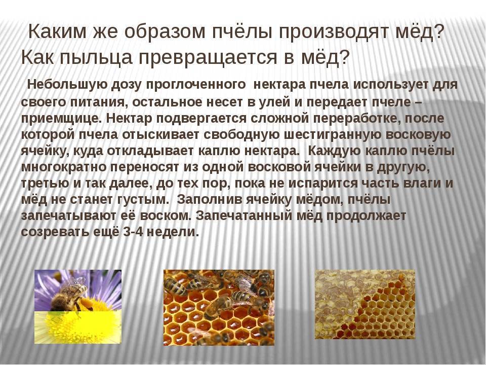 Перга пчелиная: полезные свойства и противопоказания