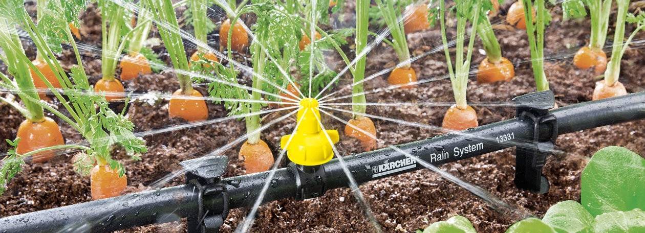 Как поливать морковь после посадки в открытый грунт, надо ли это делать сразу после посева, когда нужно и чем проводить процедуру, а также сколько раз в месяц?