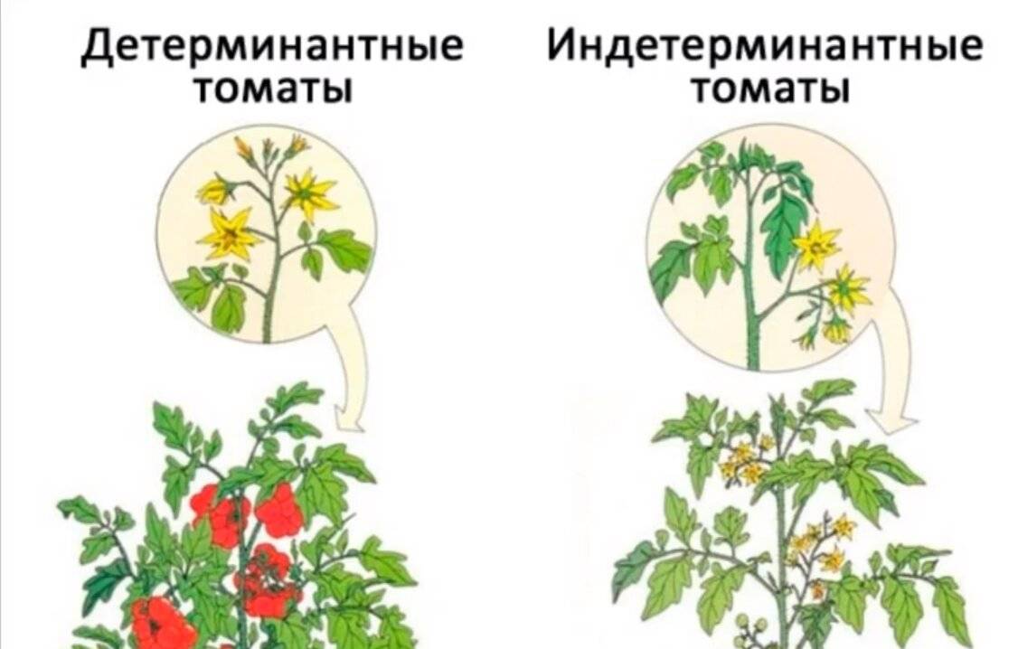 Штамбовые сорта томатов с описанием и фото для теплиц