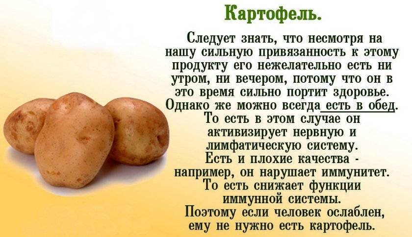 Мифы о картофеле, или какая картошка опасна для здоровья? польза и вред овоща. фото — ботаничка.ru