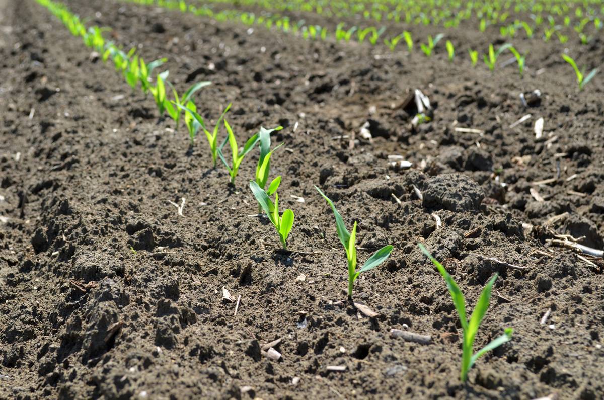 Как сажать кукурузу в открытый грунт семенами: сроки, особенности, правила | огородник