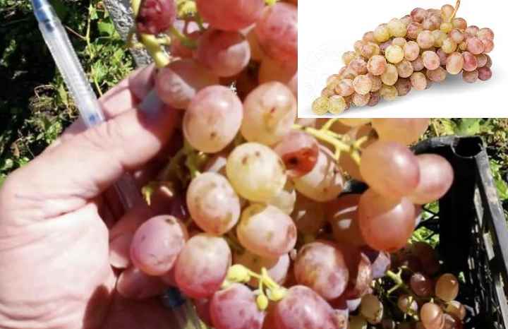 Виноград тайфи (розовый и белый): описание сорта - фото и калорийность