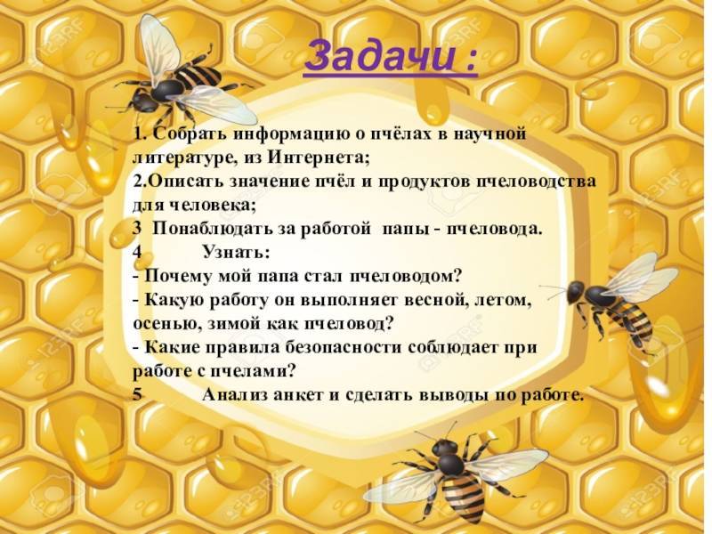 Пчеловодство для начинающих: с чего начать разведение пчел?