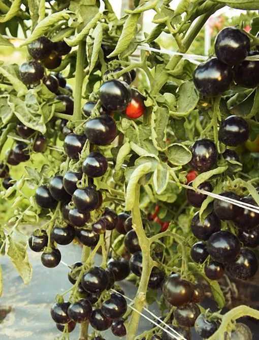 Томат черная гроздь: описание, выращивание, уход, фото