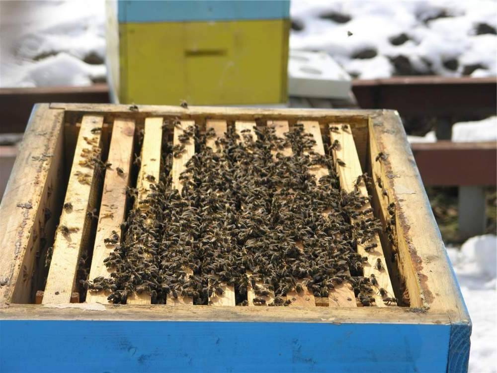 Уход за пчелами. как правильно ухаживать за пчелами круглый год
