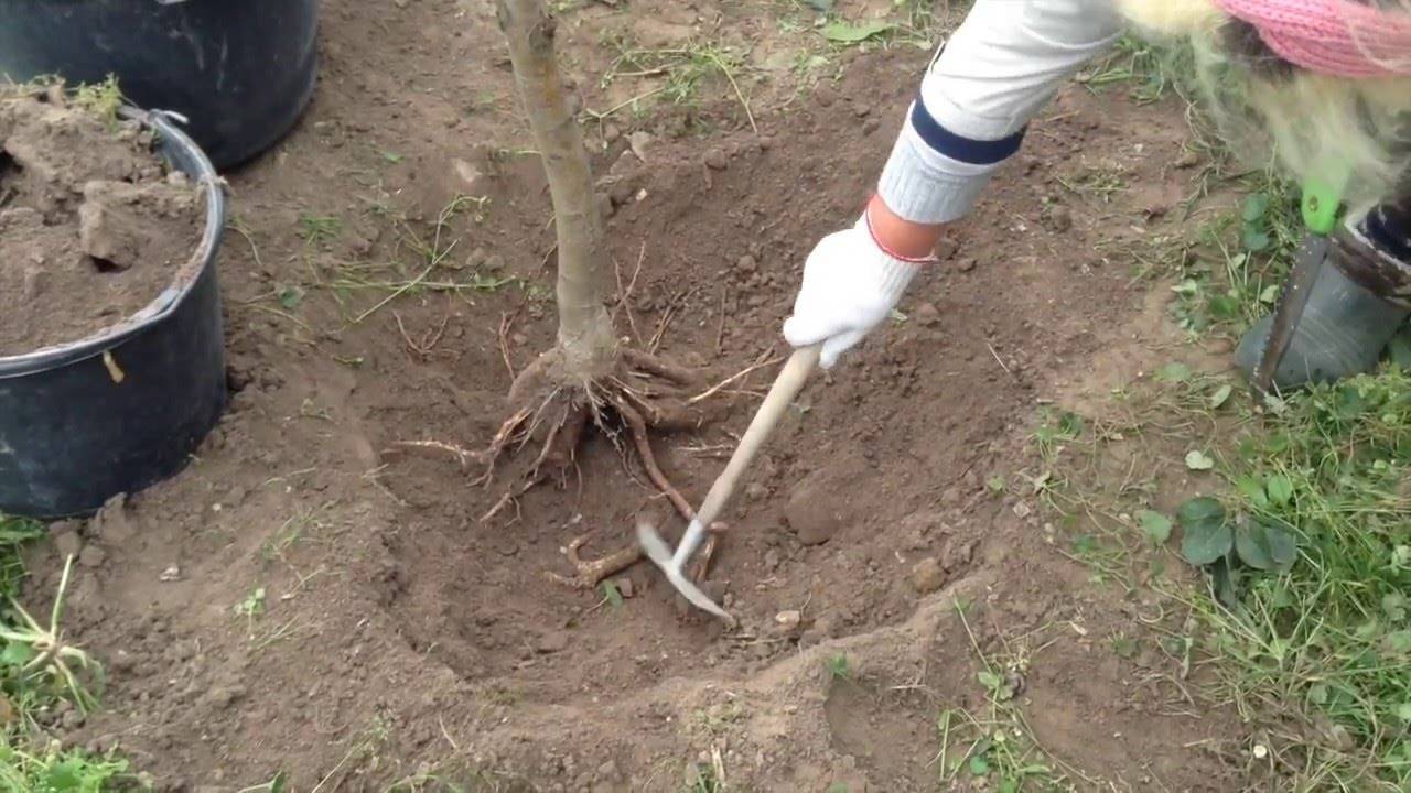 ✅ как удалить корни вишни без корчевания. как удалить вишню — изучаем способы - живой-сад.рф