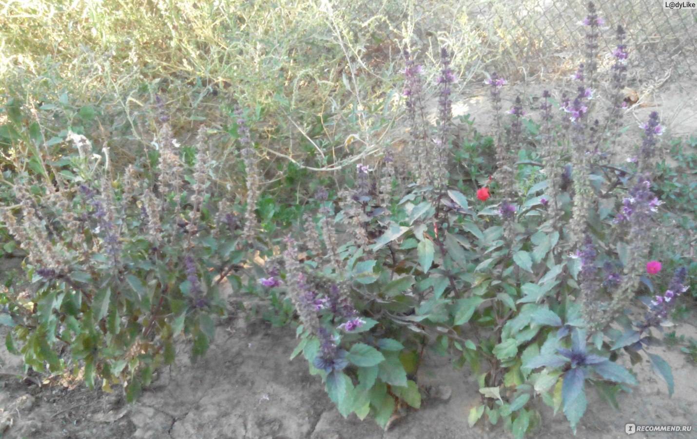 Фиолетовая трава в салате: базилик, его польза и вред