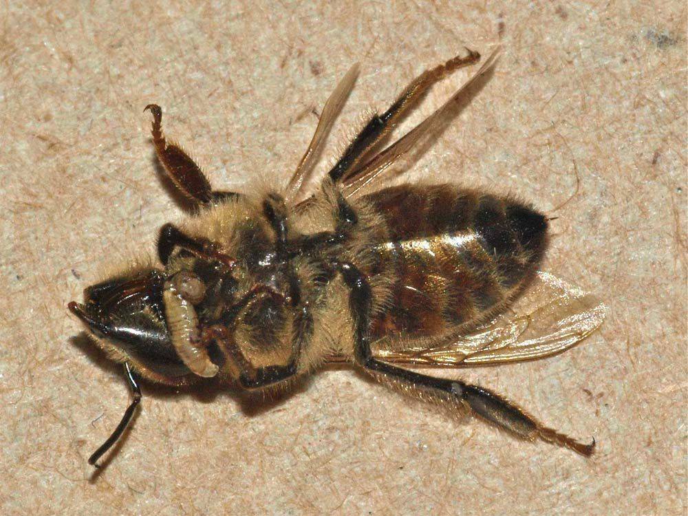 Паралич пчел: хронический вирусный и острый