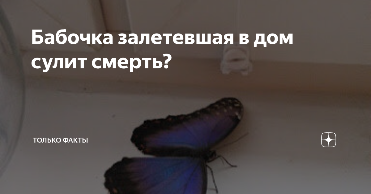 Бабочки влетают в дом. Бабочка залетела в дом примета. Бабочка залетела в комнату. Мотылек залетел в квартиру. Примета залетела бабочка.