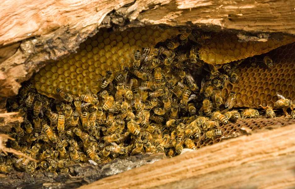 Особенности диких пчел и их отличия от домашних особей