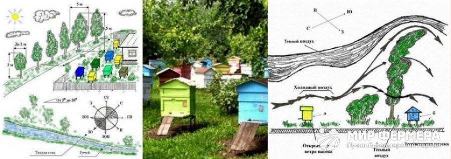 Правила организации и размещения пасеки - пчеловодство | описание, советы, отзывы, фото и видео