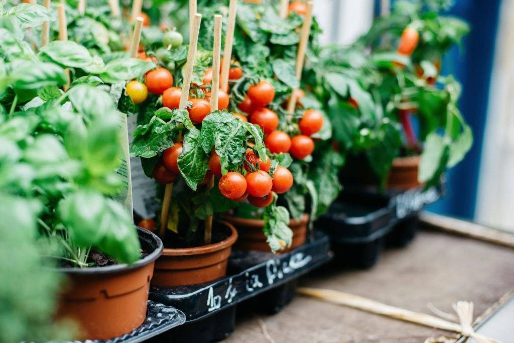 Как вырастить помидоры на подоконнике или балконе – делаем правильно