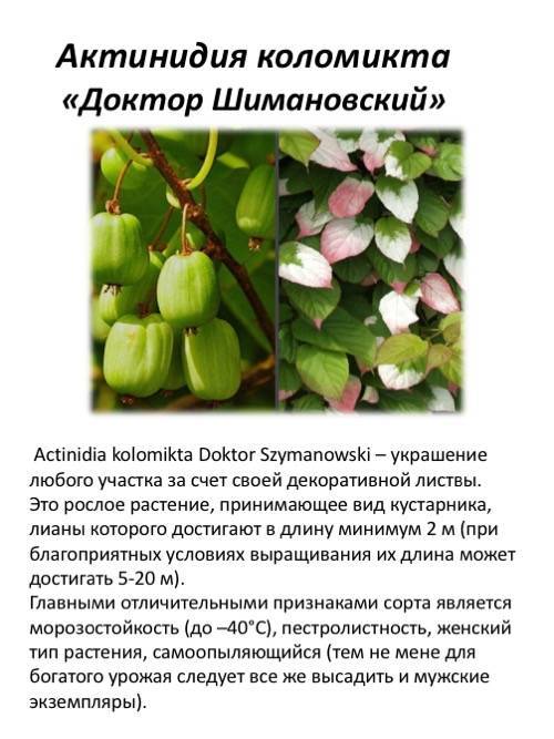 Актинидия коломикта - сорта растения, посадка и уход