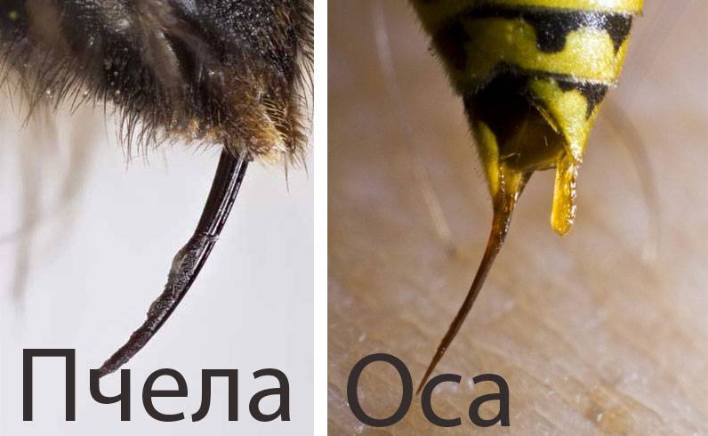 Различия осы и пчелы с фото: что общего, отличие пчелы от осы с фото