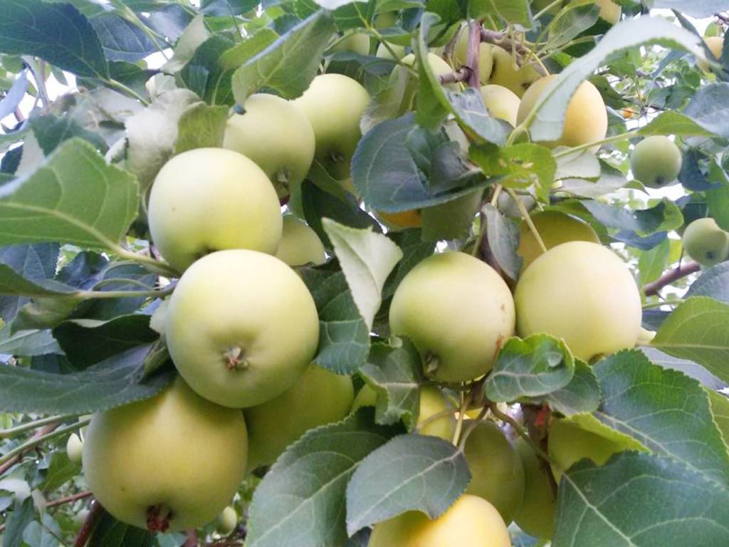 Яблоня уральское наливное: особенности сорта, уход и выращивание