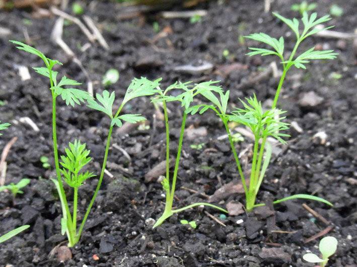 12 правил эксперта когда и как сажать (сеять) морковь весной 2022 года в открытый грунт семенами для максимального урожая