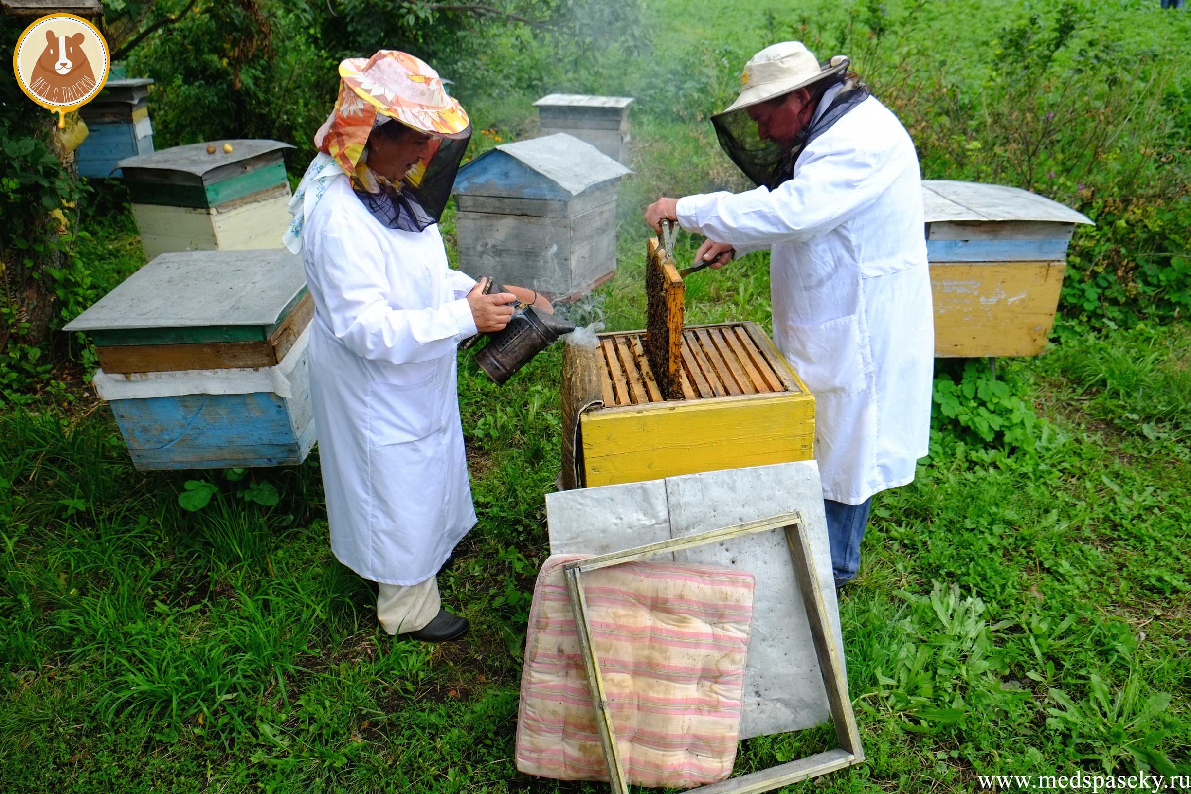 Пчеловодство в башкирии: особенности, сложности, плюсы и минусы